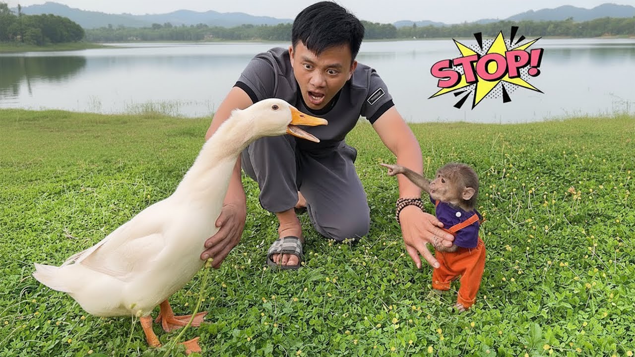 Monkey Bon screams for help after duck takes over her home