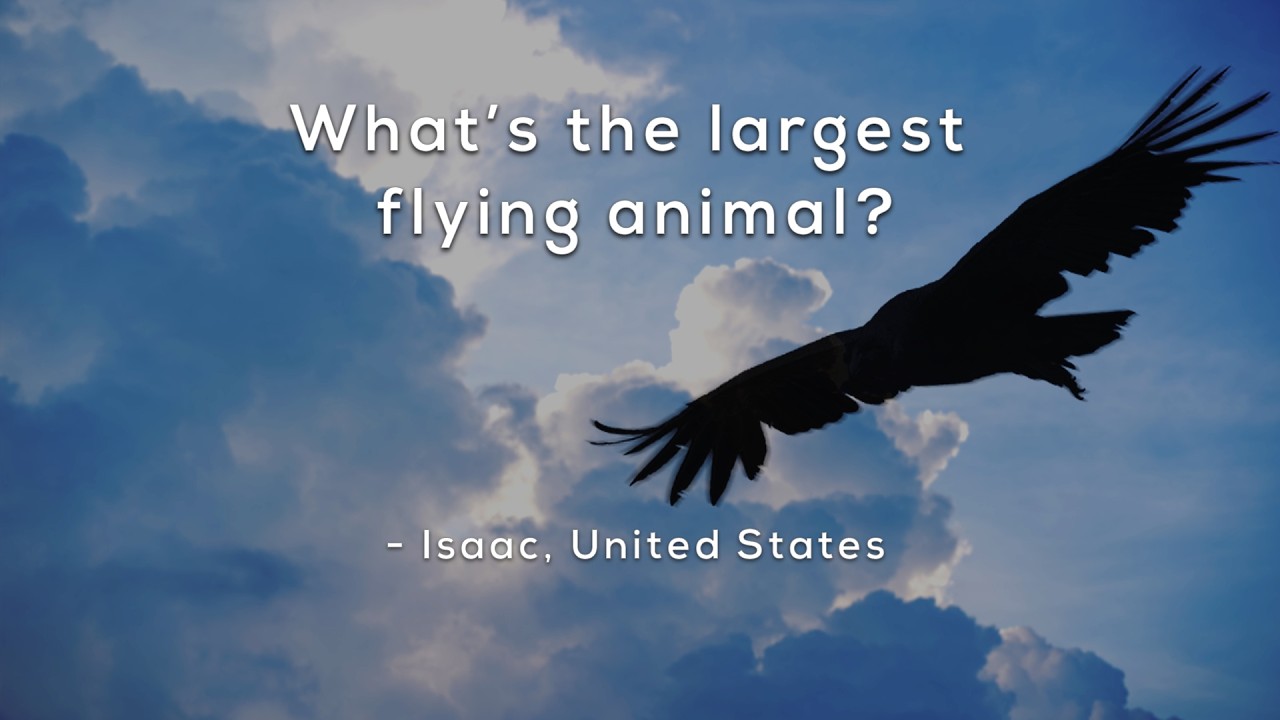 Whats the largest flying animal?