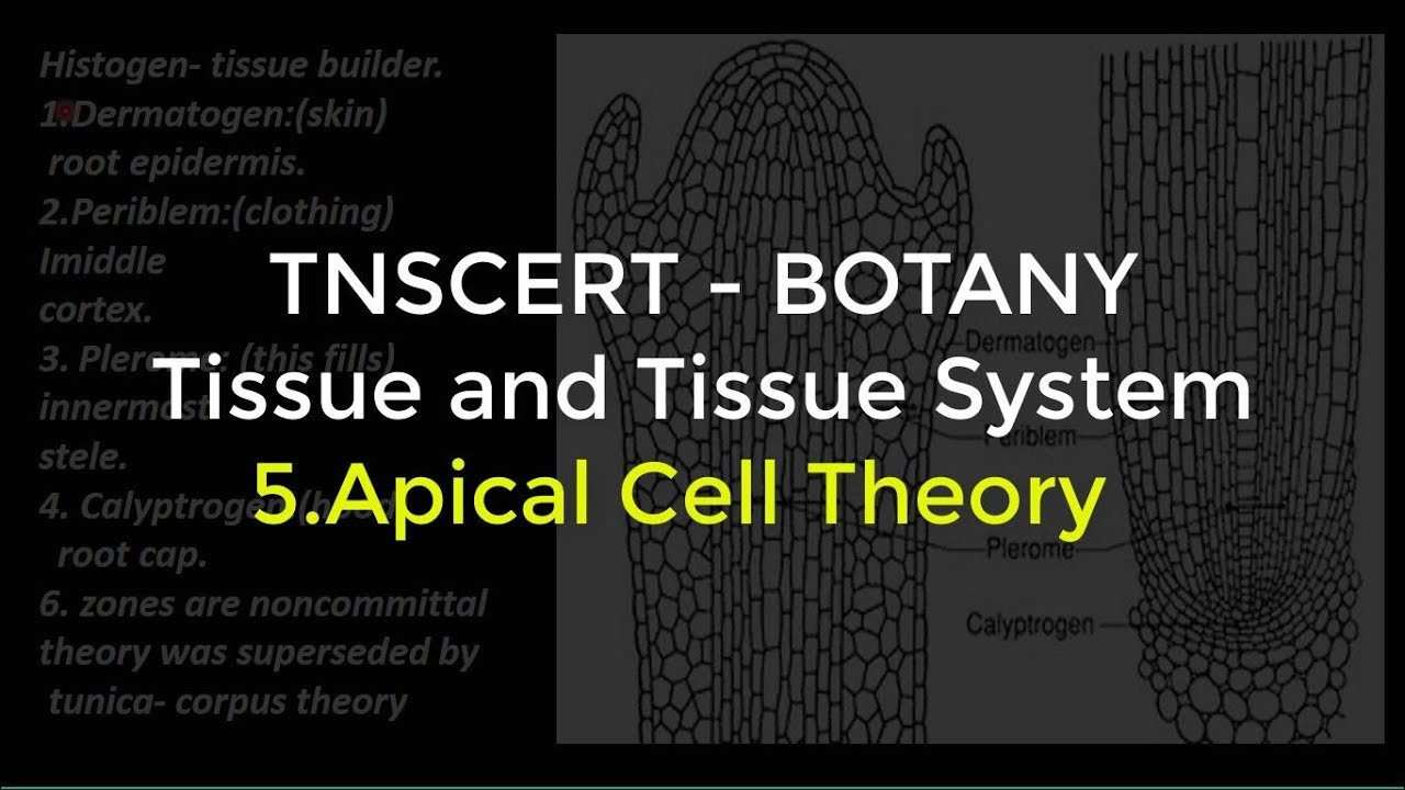 5.Botany | Tissue and Tissue System | Apical cell theory