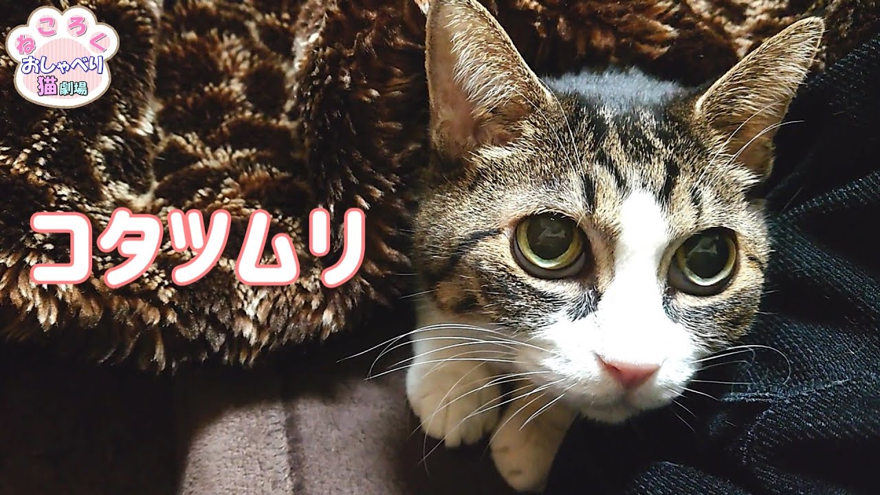 必ず「いったい何を見せられてんだ！？」ってなる猫とおっさんのこたつ動画