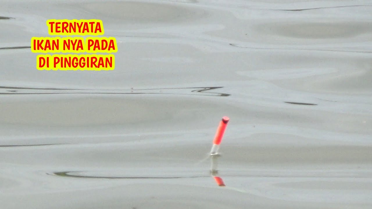 TERNYATA BOS‼️IKAN NILA DISINI SUKA NGUMPUL DI PINGGIRAN‼️EMPANG BANG RARAT  #mancingikannila