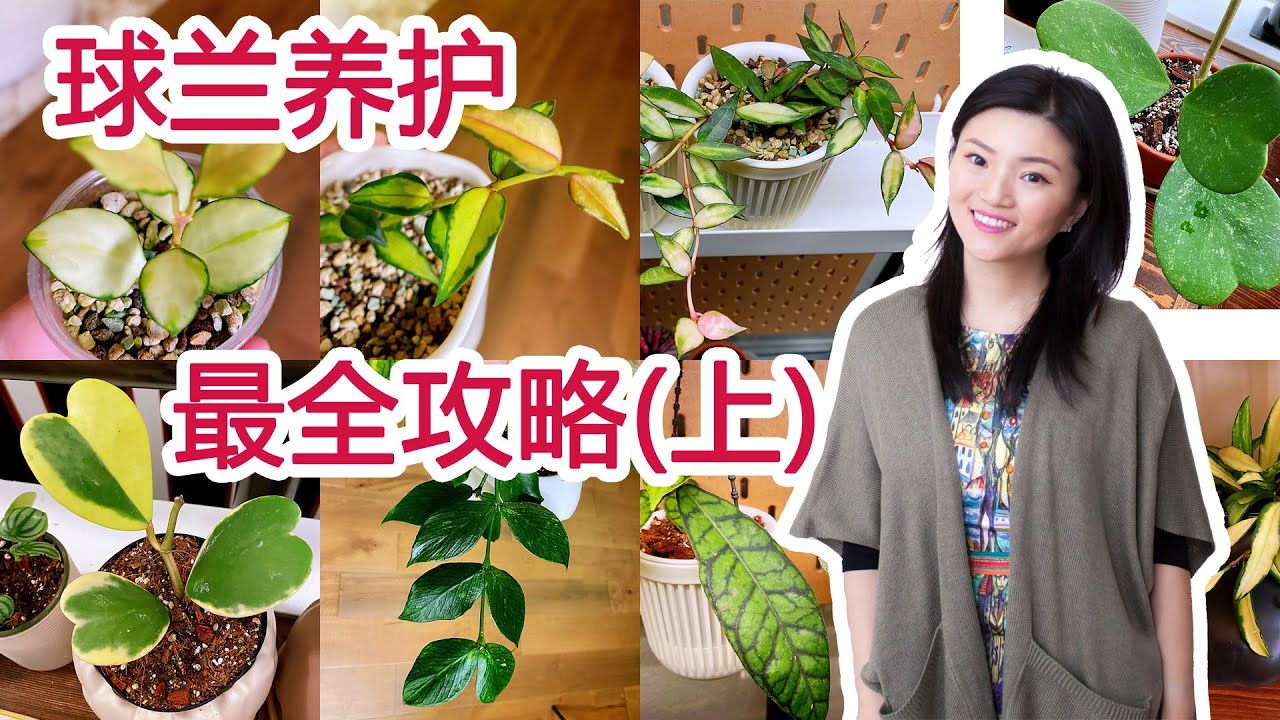 球兰！球兰！我爱你 | 球兰最全养护攻略 （上）| 疗愈系植物第一名 | 最爱的植物科系 | 新手入坑必看| Hoya Care Tips| 光照