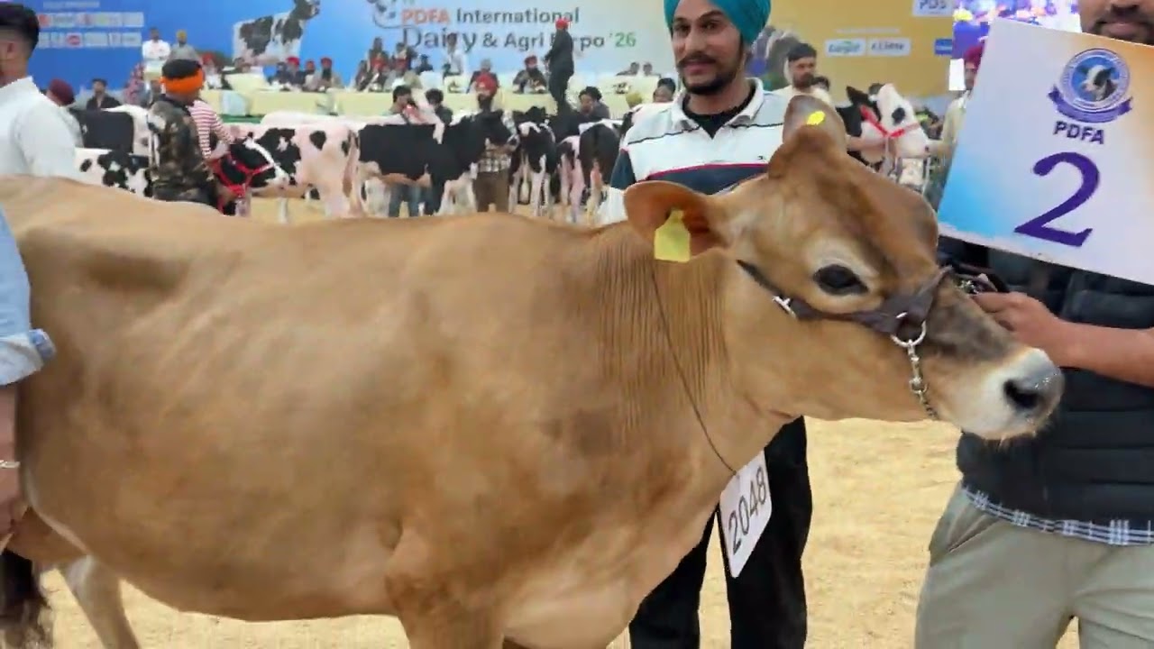 PDFA MELA JAGRAON  2026 ਜਗਰਾਓ ਮੇਲਾ ਪੀਡੀਐਫਏ #pdfa #jagraonmandi #buffalo #cow #animalfarming 