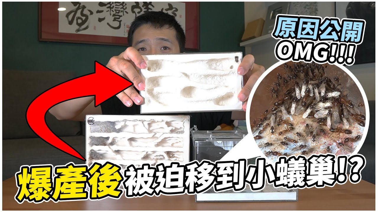白疏巨山蟻入住更小的蟻巢｜最不想遇到的事情發生了，產出了更高階級，但是我快樂不起來｜【臺灣蟻窟】