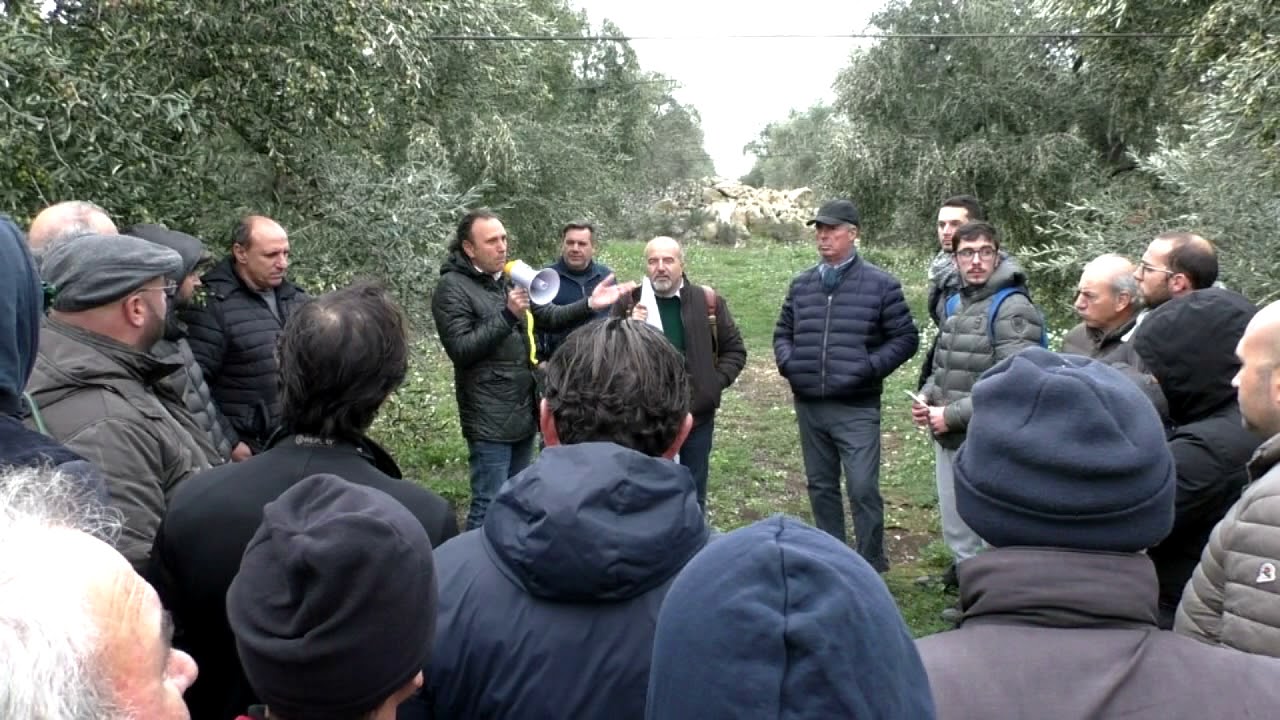 Agrimagnews | Esperienze di olivicoltura: Azienda Agricola Di Pietro