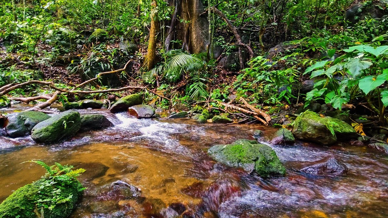 Natural Sleep Remedy: Mountain Mossy Forest Stream Relaxation & Gentle Water Flow Sounds
