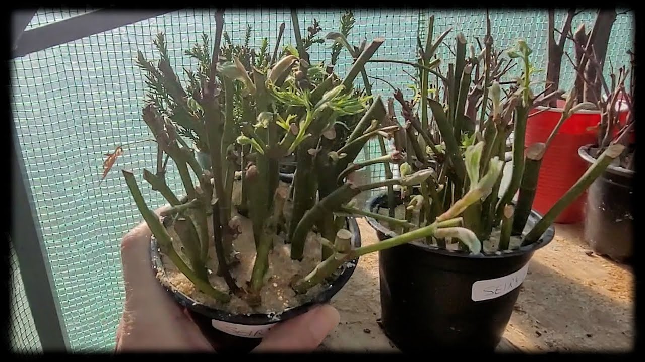 Seiryu Japanese Maple Cuttings: What Seeds Did I Order?