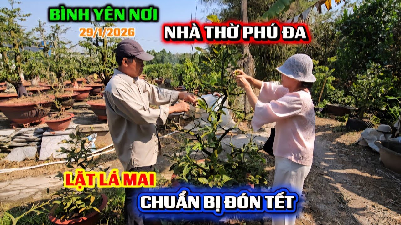 ĐẾN NHÀ THỜ PHÚ ĐA XEM CHA PHÁT LẶT LÁ MAI ĐÓN TẾT