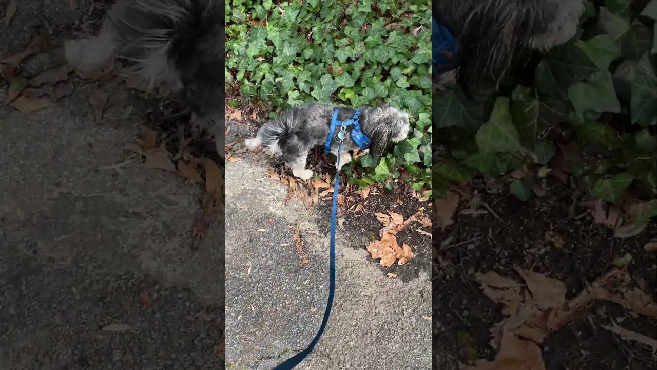 Madness Monday Walk-n-Talk and Bentley Finds a Lost Toy.