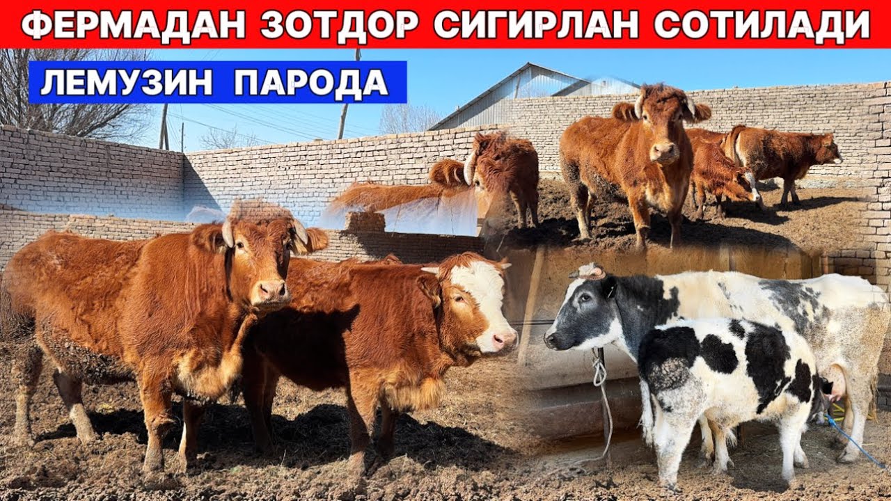 ФЕРМАДАН ЛЕМУЗИН ПАРОДА СИГИРЛАР СОТИЛАДИ МАНЗИЛ УРГАНЧДА !!! ХОРАЗМ БОЗОР
