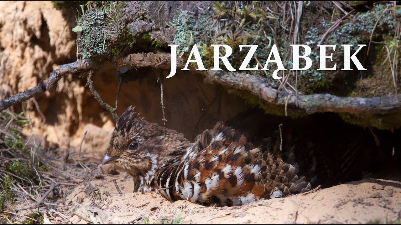 JARZĄBEK. Paprzysko  | Hazel grouse