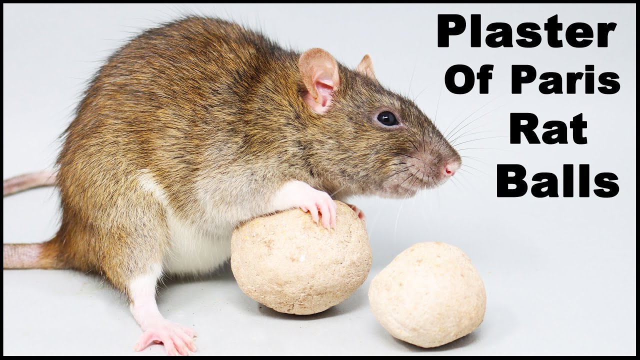 Does This Homemade Rat Poison Work? Plaster Of Paris 