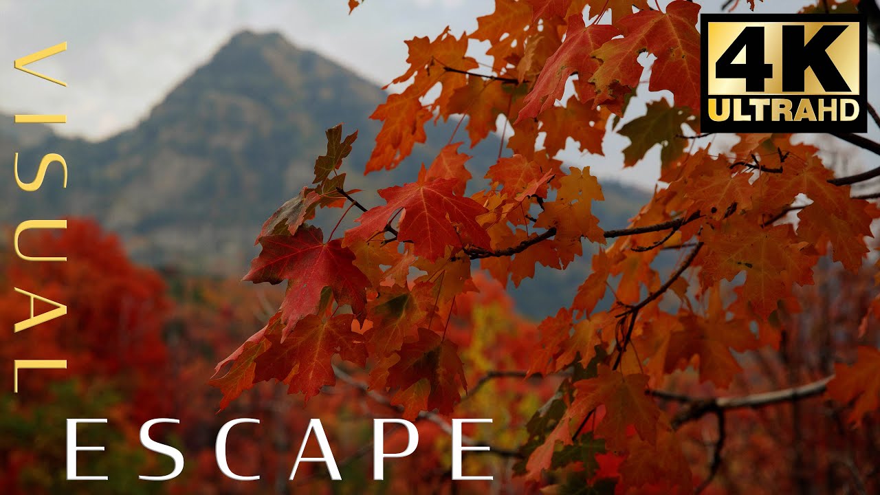 World Music to help you unwind  🍂🎶 - Visual Escape