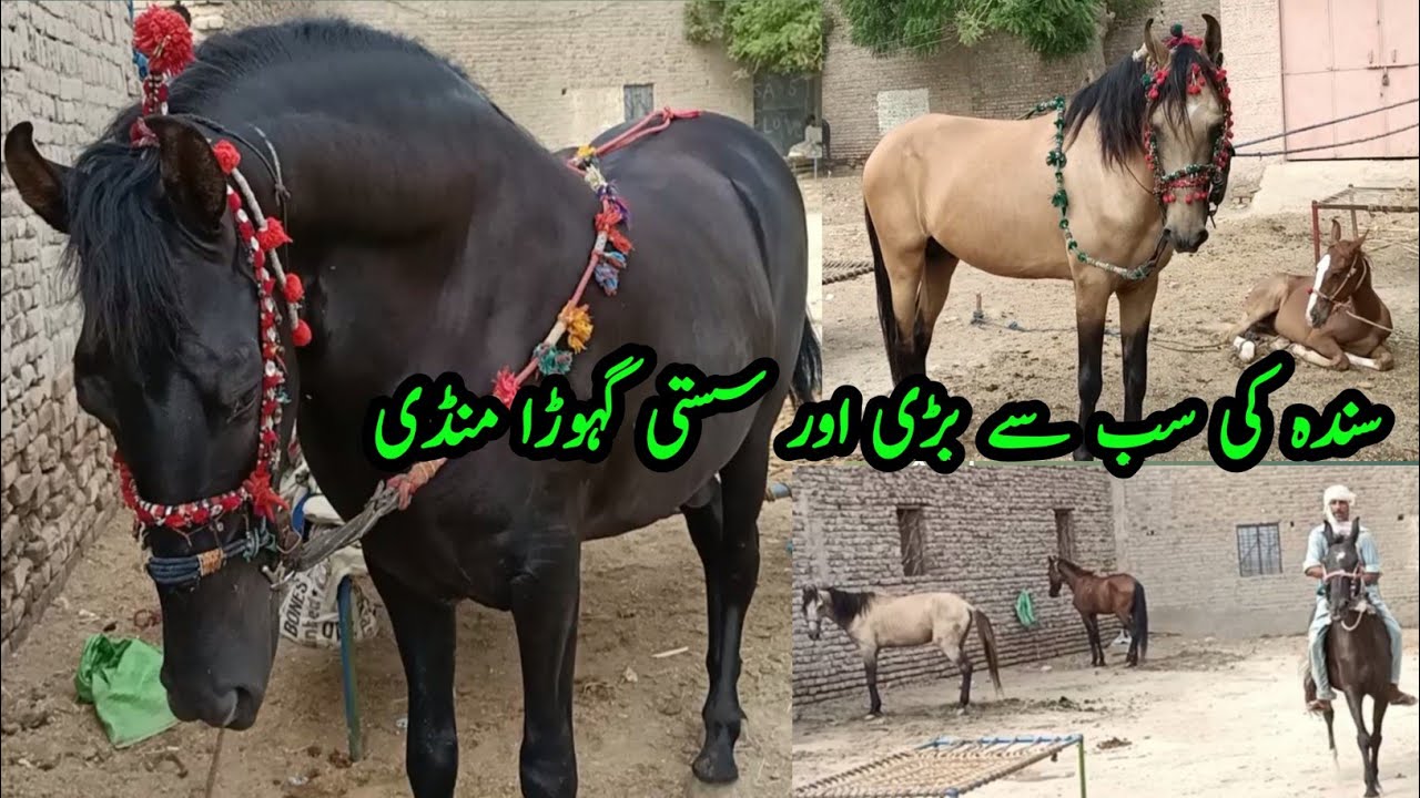 Racing Horse price in Hala Horse Mandi