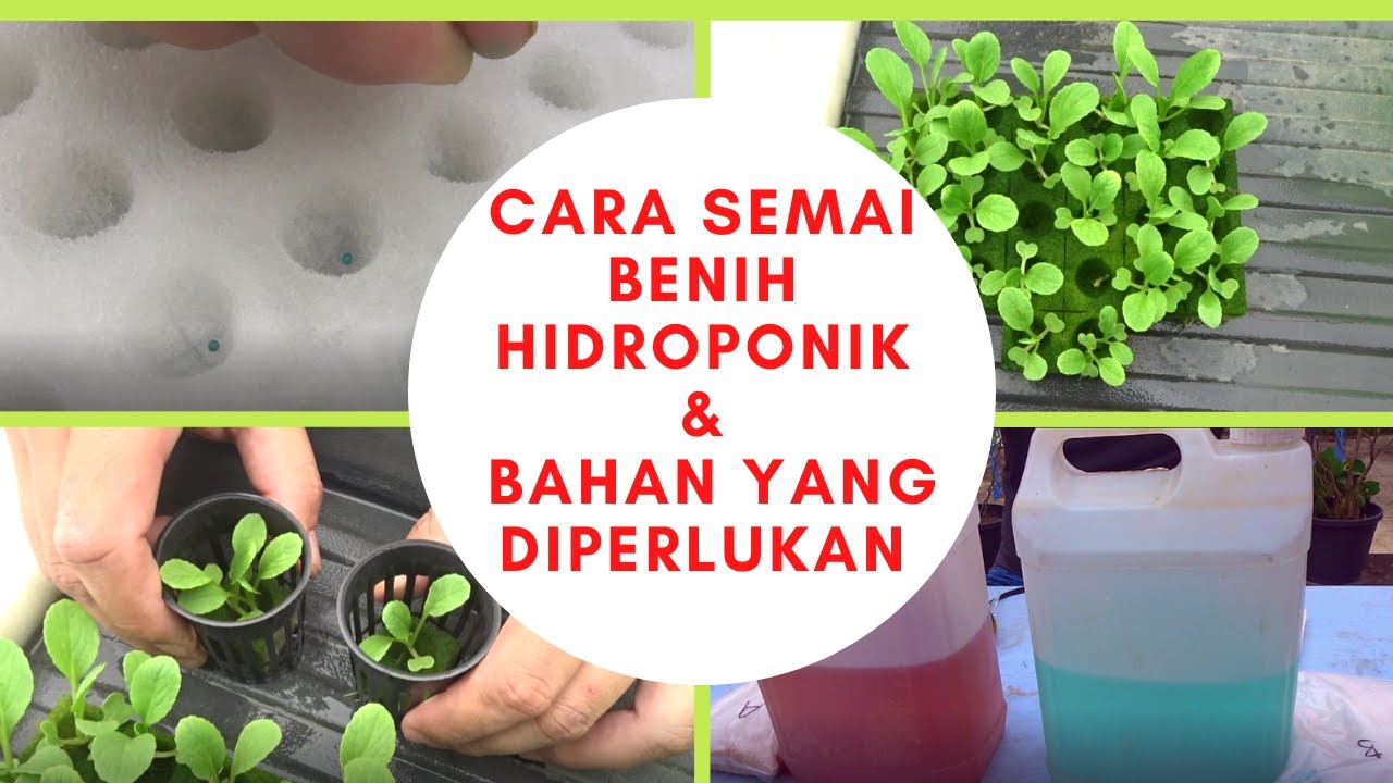 CARA SEMAI BENIH HIDROPONIK DAN BAHAN YANG DIPERLUKAN