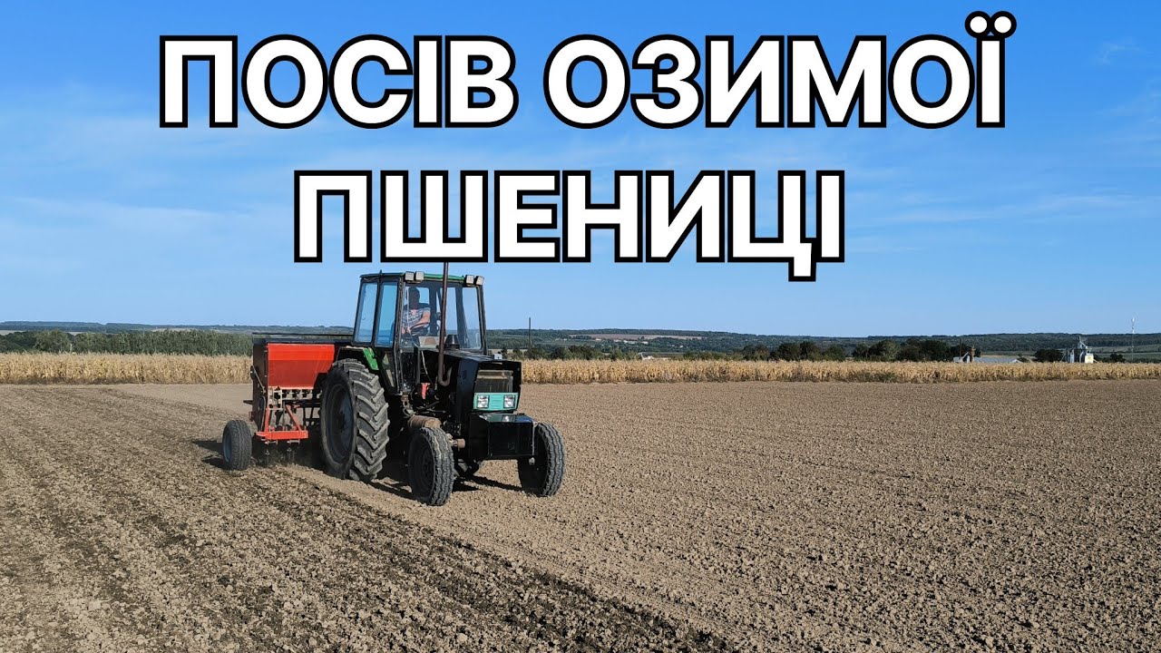 Посів озимої пшениці саморобною сівалкою, трактор ЮМЗ,  2025