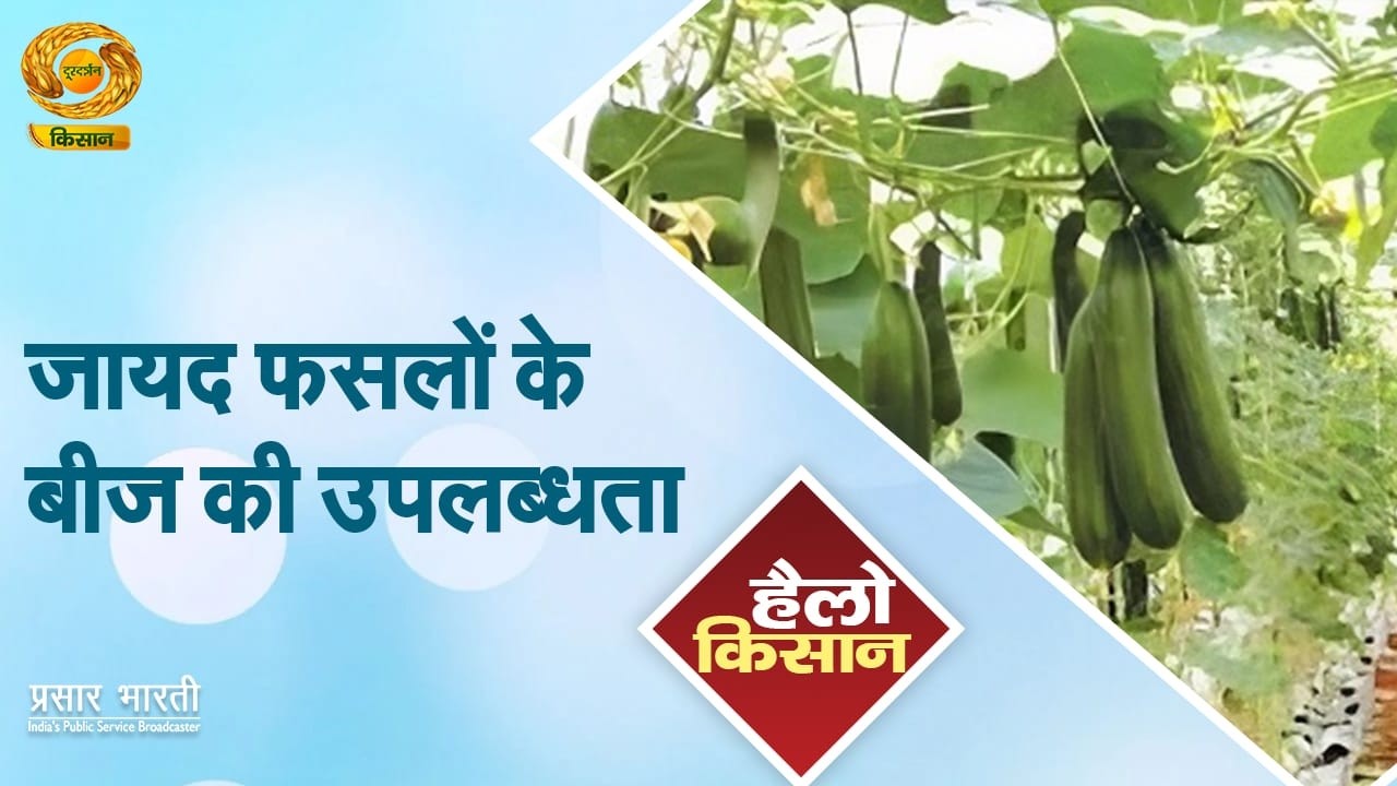 Hello Kisan | हैलो किसान- जायद फसलों के बीज की उपलब्धता | DD Kisan | 25/02/2026