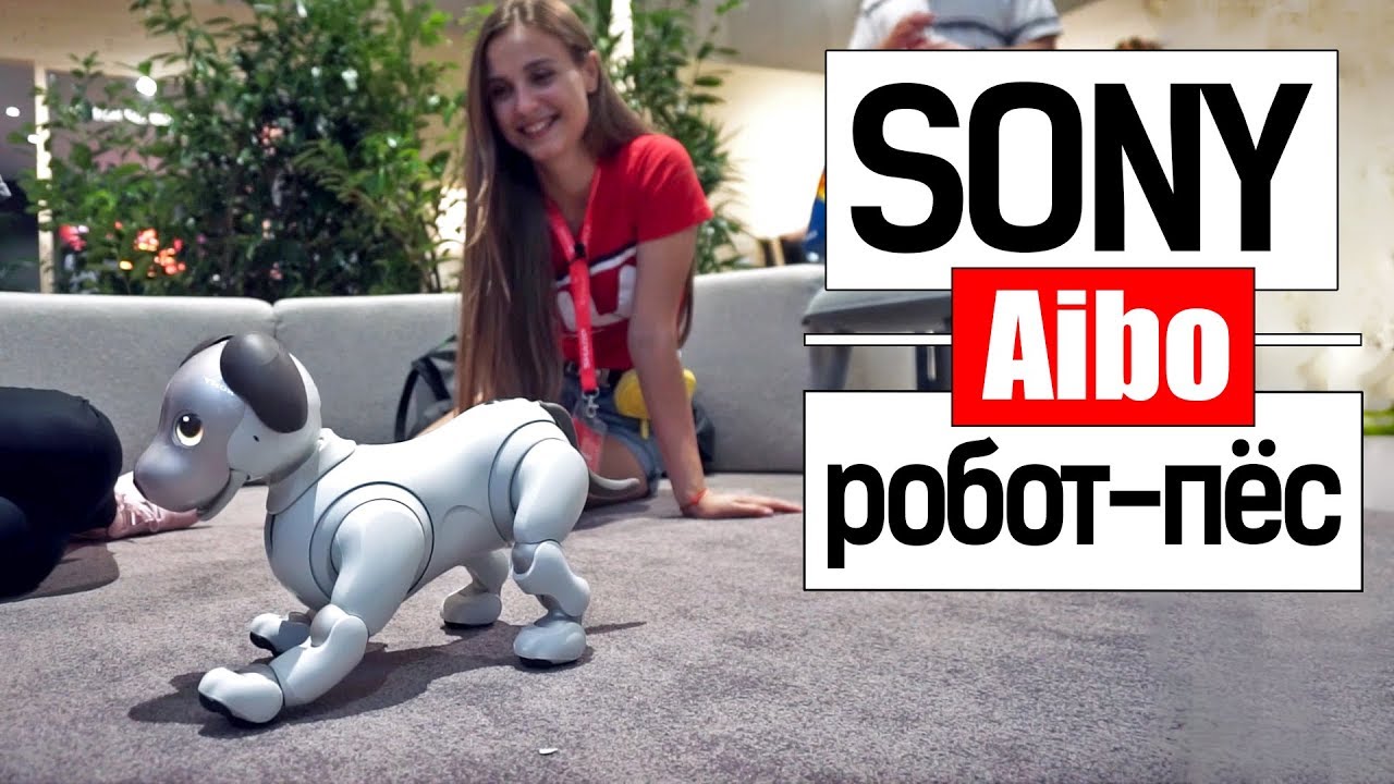 Играю с собакой за $3000! ЖИВОЙ ПЁС vs РОБОТ-собака Sony Aibo!