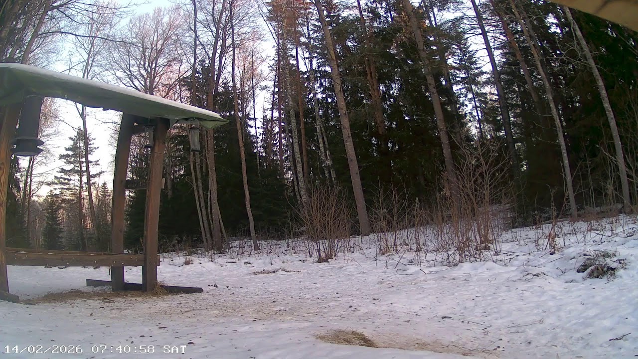 Wildcam in Sweden - Deer, badgers, pine marten, squirrels, birds and more!