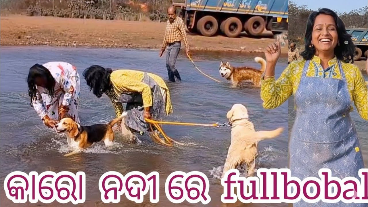   ନଦୀରେ  ହେଲା ଛୁଟକି ନୁରି  ହାଛି  ର full ମସ୍ତି//husky in Odisha 