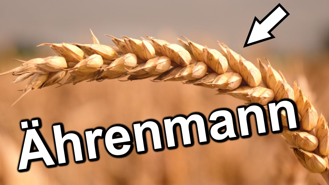 Weizen der &Auml;hrenmann