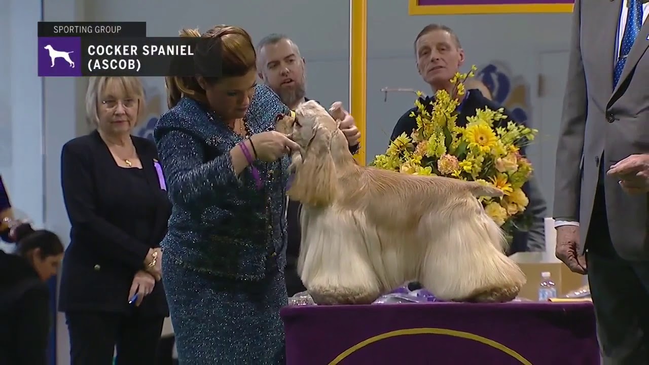Spaniels Cocker A S C O B  | Breed Judging 2019