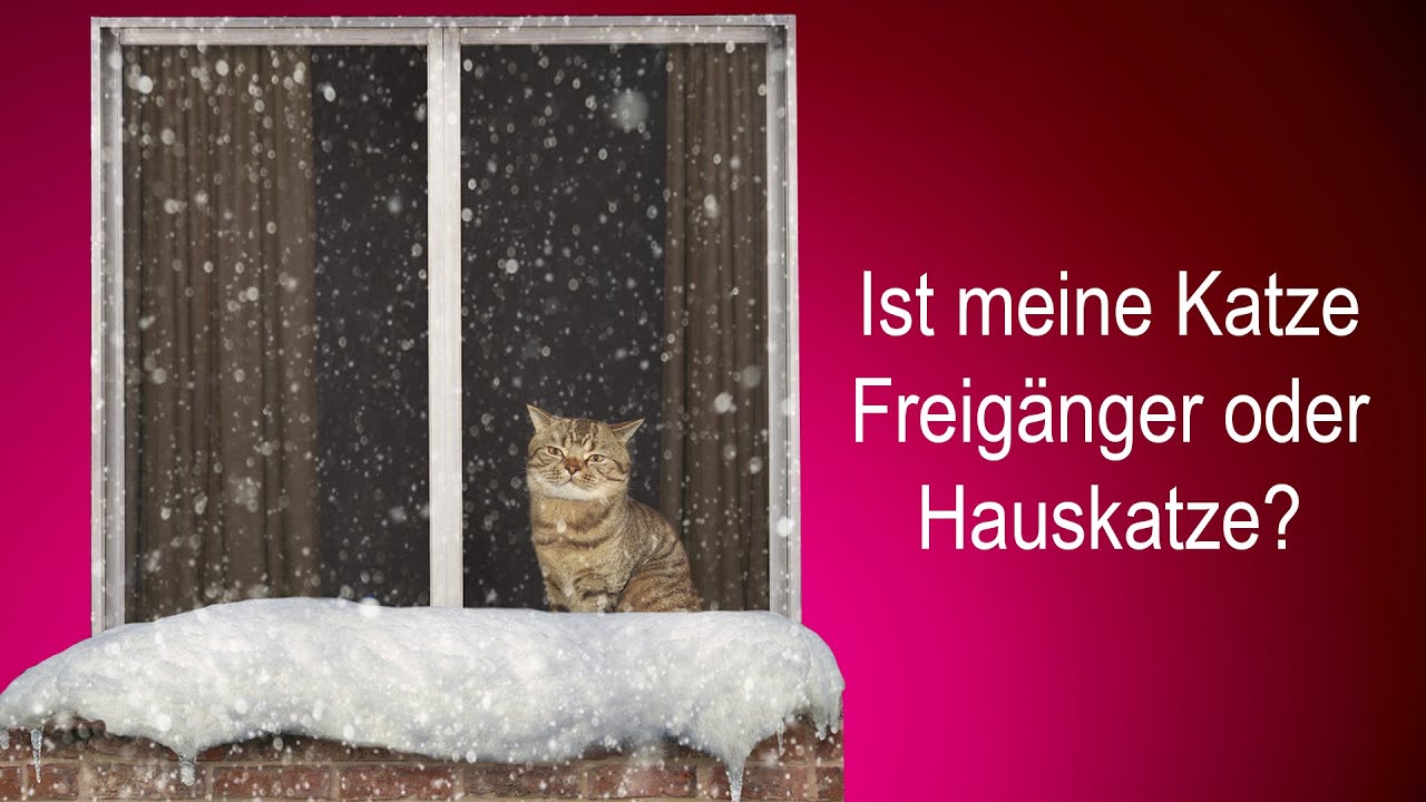 Ist meine Katze Freig&auml;nger oder Hauskatze?