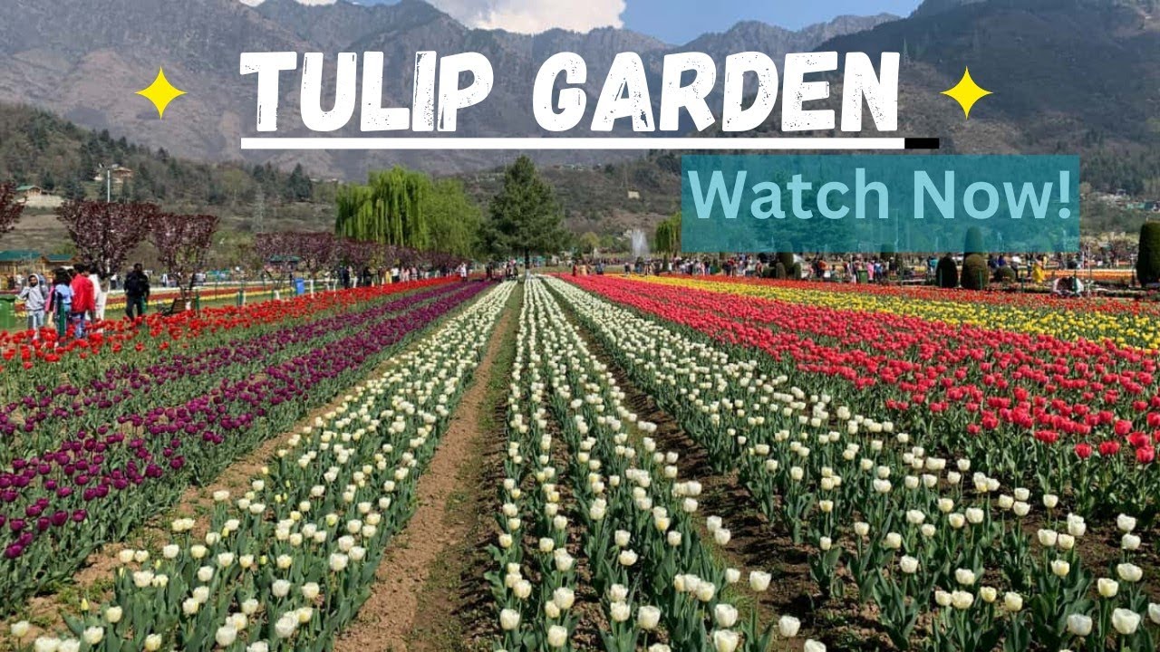 TULIP GARDEN  AT SRINAGAR 2025। KASHMIR KA TULIP GARDEN । টিউলিপ গার্ডেন@foodandfootstepsbysangeeta 