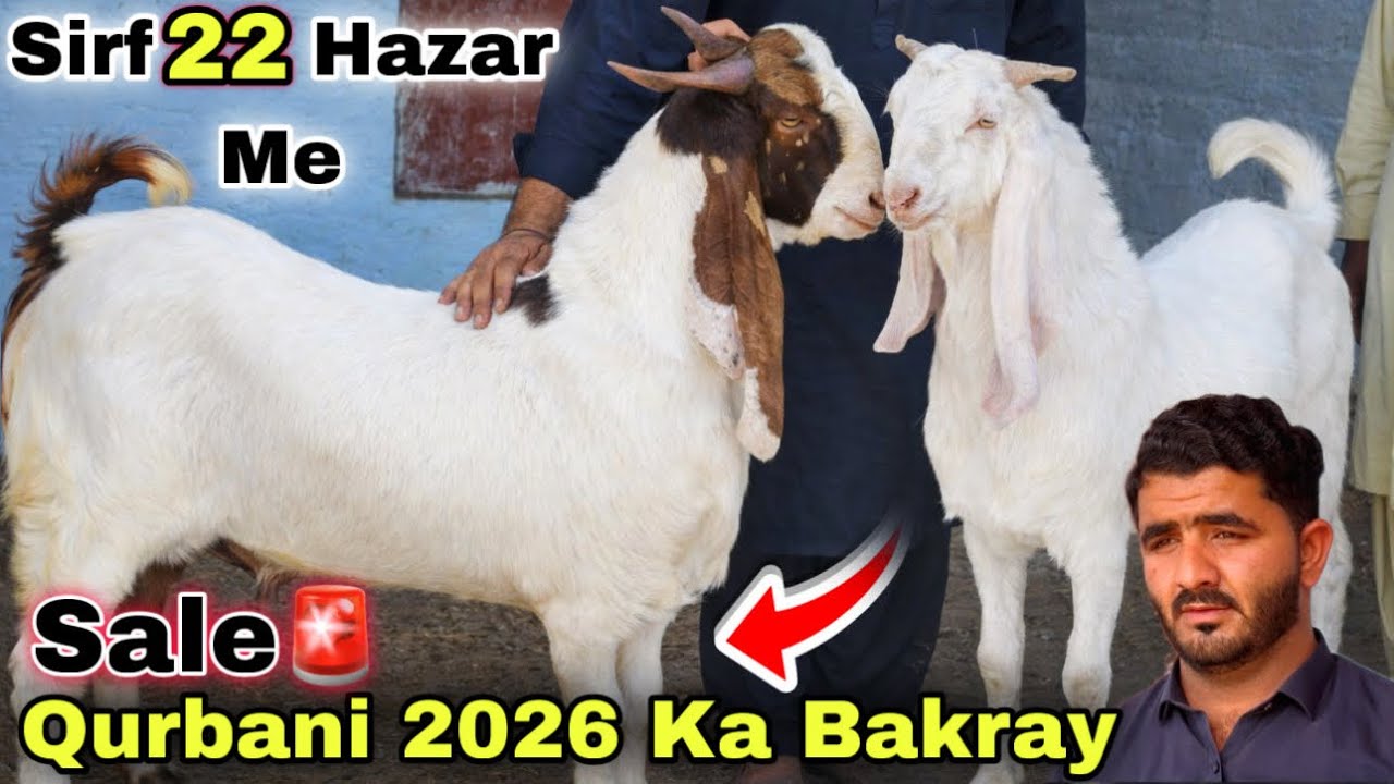 Eid offer ❌ Aslam Goat Farm Qurbani 2026 Ki Bakra Dumba & Bakriyo Ki Sab Se Bari Sale 🚨  