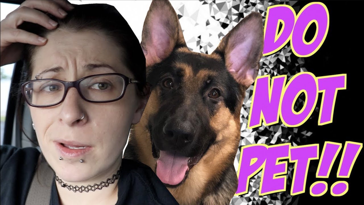 Taking my NERVOUS dog to petsmart | DO NOT PET
