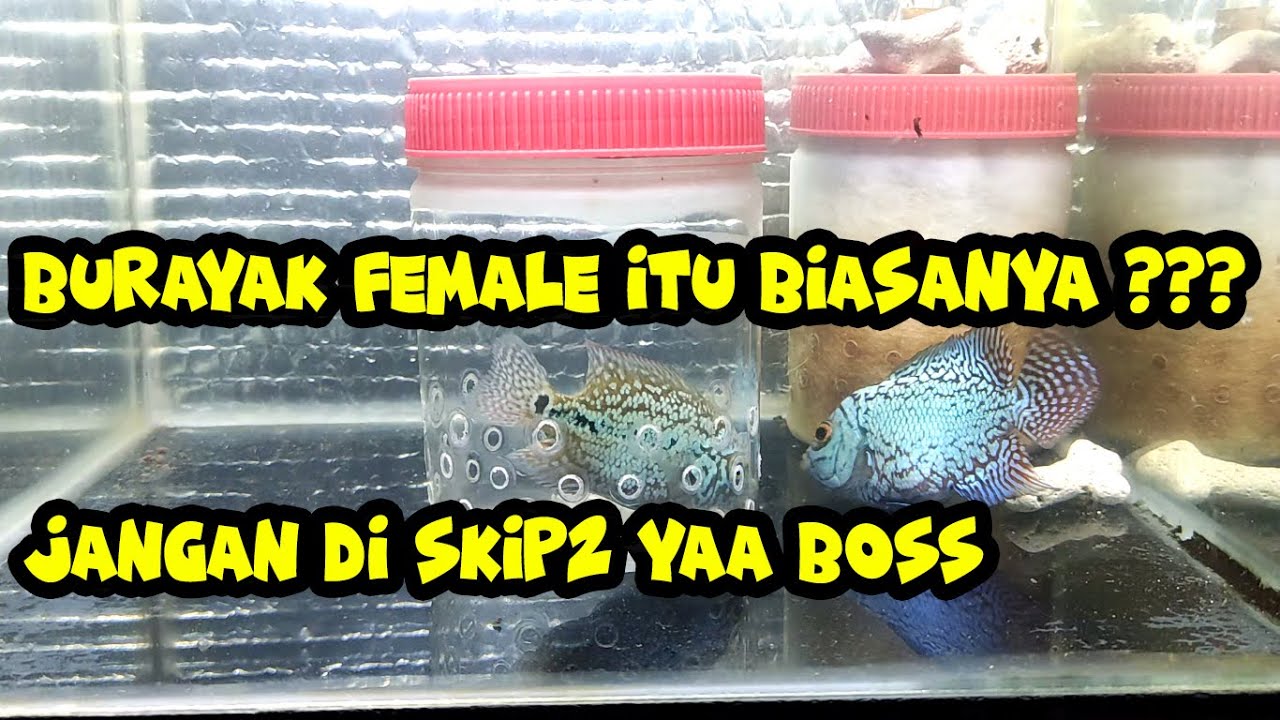 Tips Membedakan Burayak Louhan Jantan dan Betina ...
