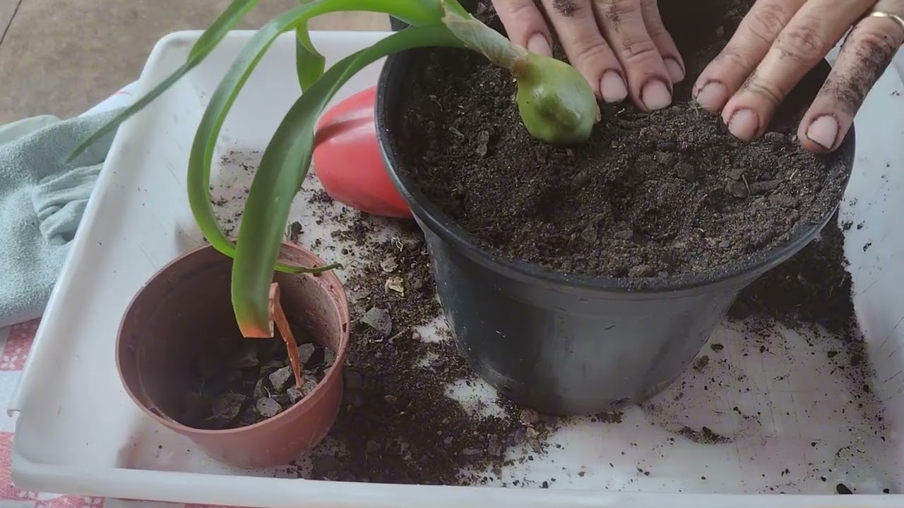 Replante da minha planta,  cebola grávida ou falsa cebola do mar. 