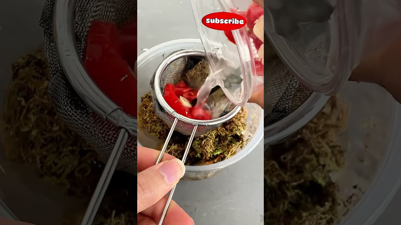 Grow Orchid Roots With Tomato #shorts