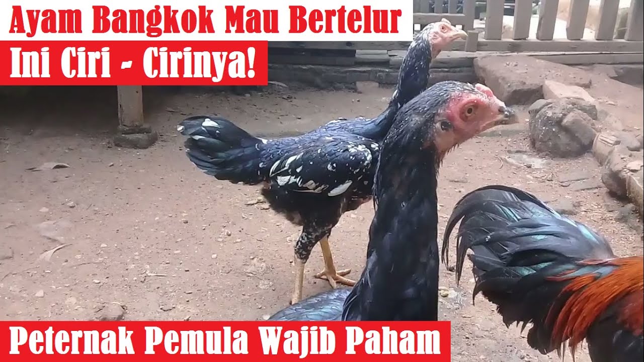 Ciri Ayam Bangkok yang Mau Bertelur | Peternak Pemula Wajib Paham