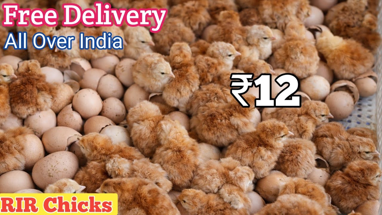 Original RIR Chicks For Sale! WHOLESALE Rate_Biggest Supplier||WhatsApp +91-89213 76740