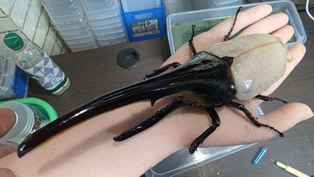 【奇跡】個人的に歴史に残るヘラクレスオオカブトが羽化してきました