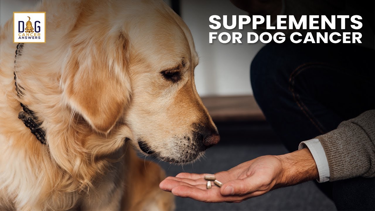 Supplements for Dogs with Cancer | Dr. Demian Dressler Deep Dive