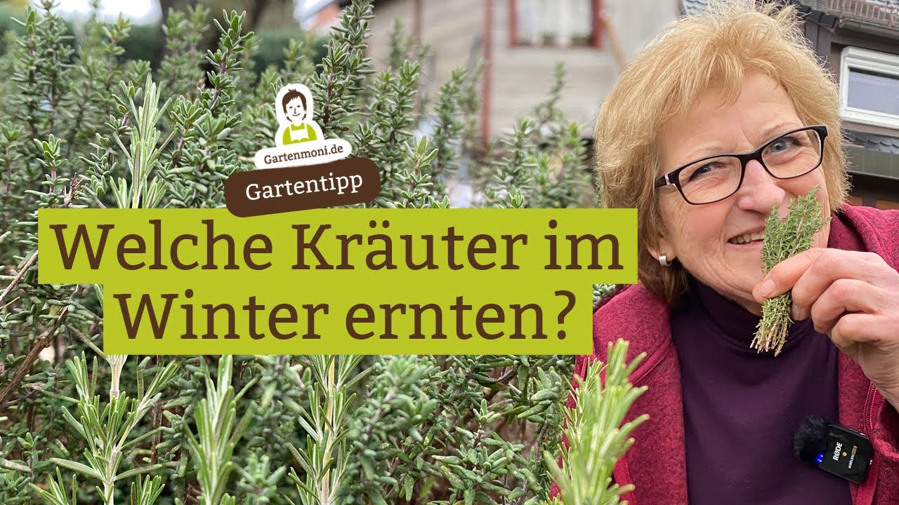 Kr&auml;uter im Winter: Welche Kr&auml;uter k&ouml;nnen geerntet werden? Wie sehen die mehrj&auml;hrigen Kr&auml;uter aus?