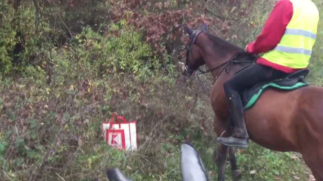 Jak je tom Mangova nožička? 🤕 Naše sobota ve stáji u koní 🏇