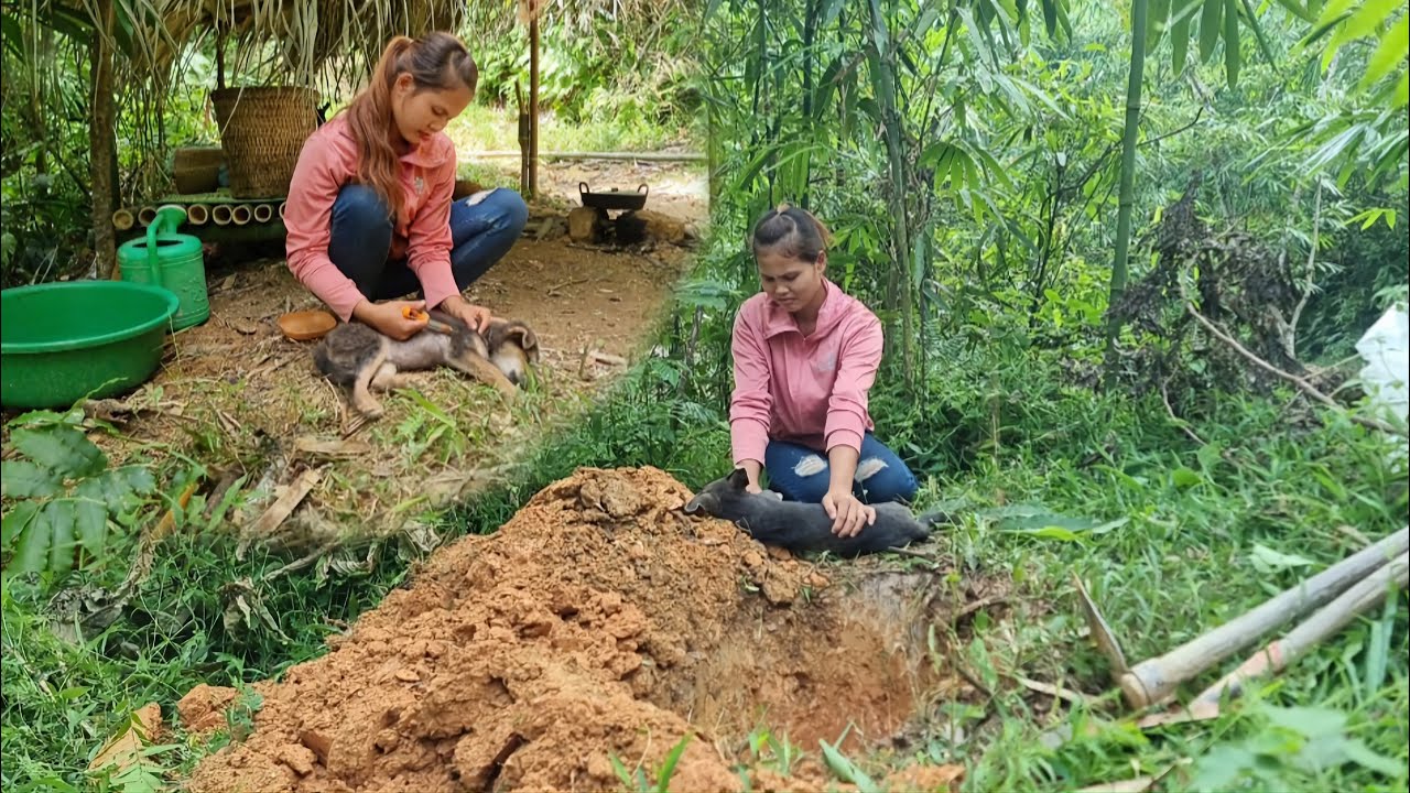 The missing dog was found dead - I harvested papaya and sold it to get money to buy dog ​​vaccines