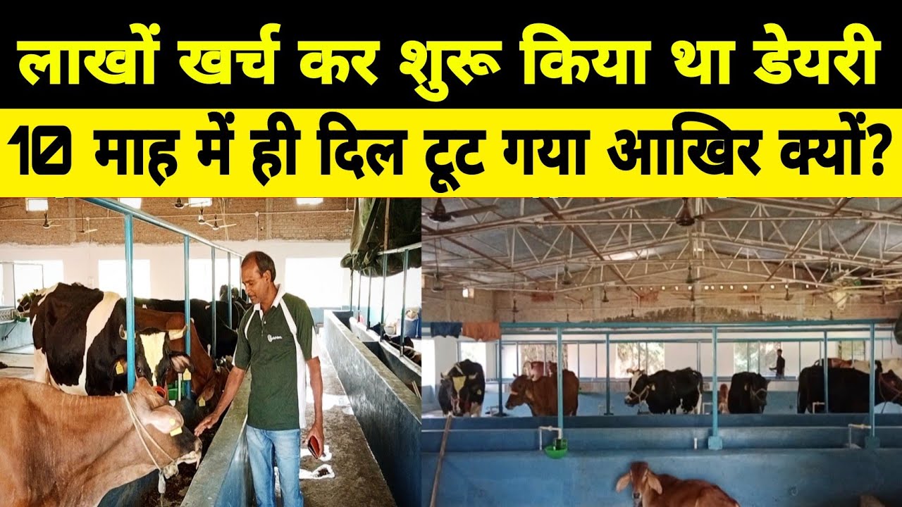 10 माह पहले लाखों से शुरू किया डेरी,एक ग़लती से आज हो रहा घाटा/dairy farm patna bihar/small dairy ||