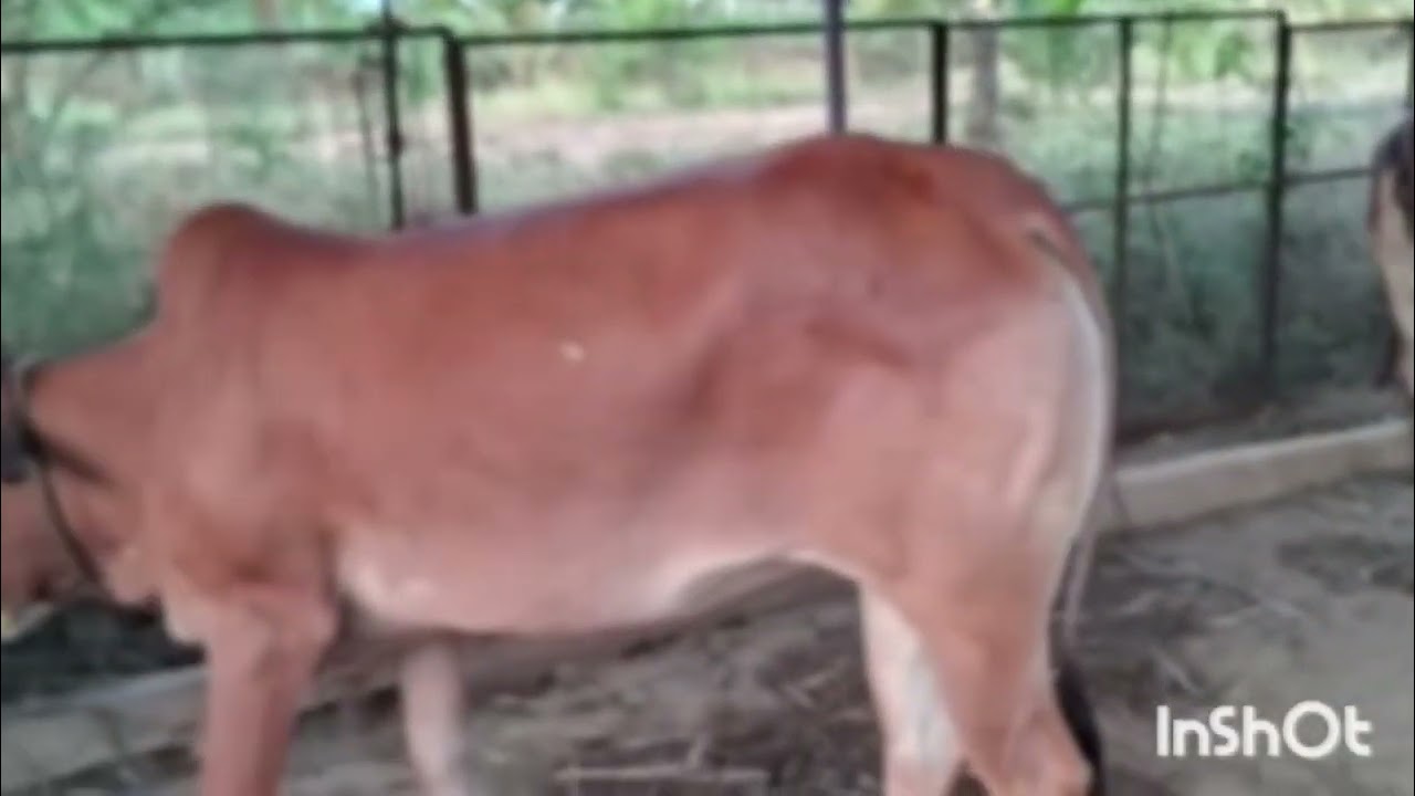 Native breed Cow நாட்டு மாடு