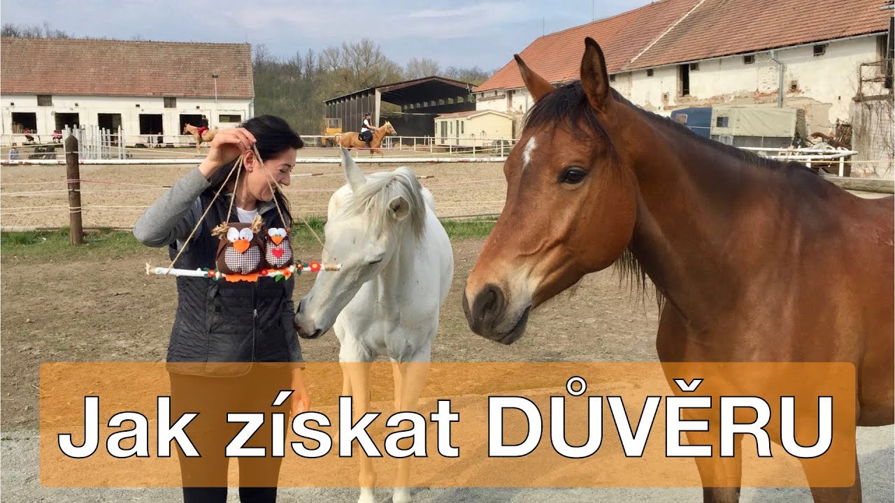 Jak jednoduše získat důvěru koně 🐎❤️ Odpověď na vaše otázky | VLOG