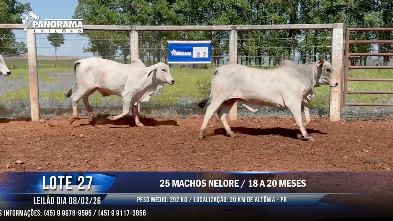 LOTE 27