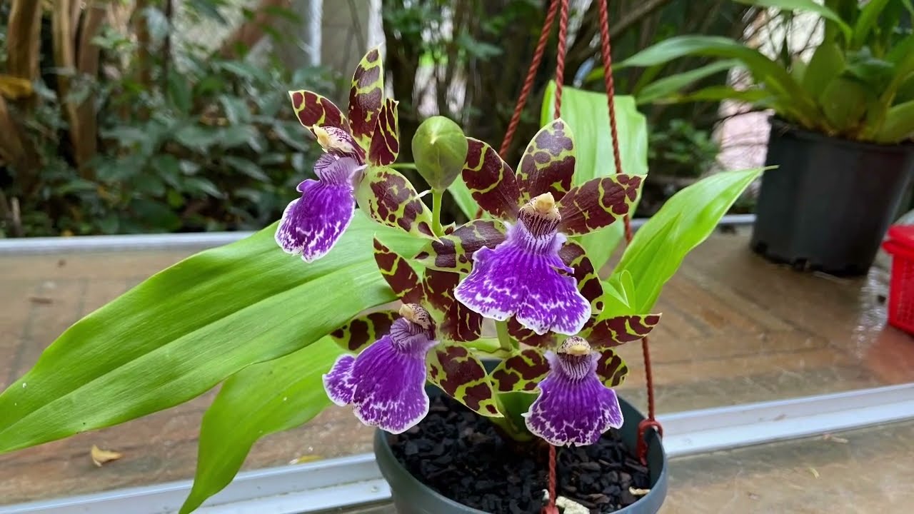 2420 紫香蘭快速換盆 repot Zygopetalum orchid