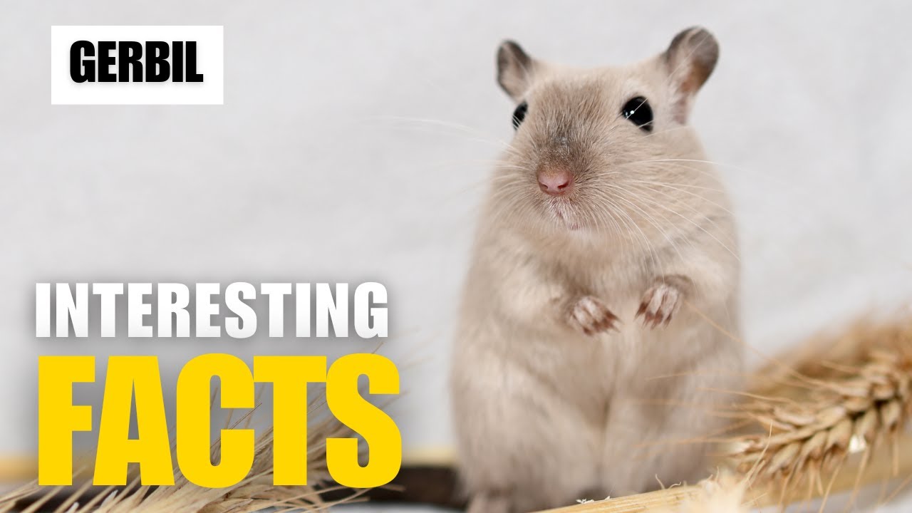 What Are the Most Interesting Facts About Gerbil?| Interesting Facts | The Beast World