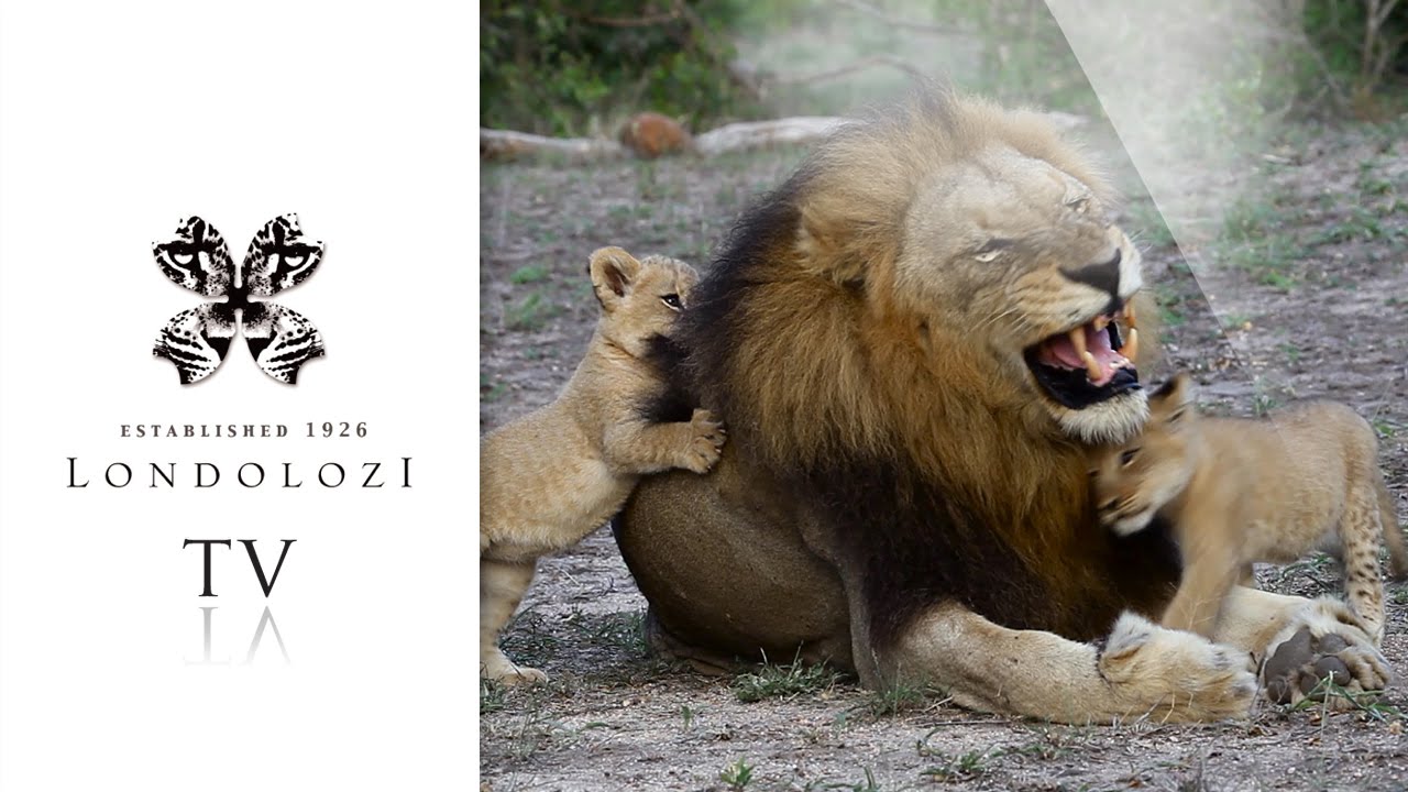 Big male lion and cubs- Londolozi TV