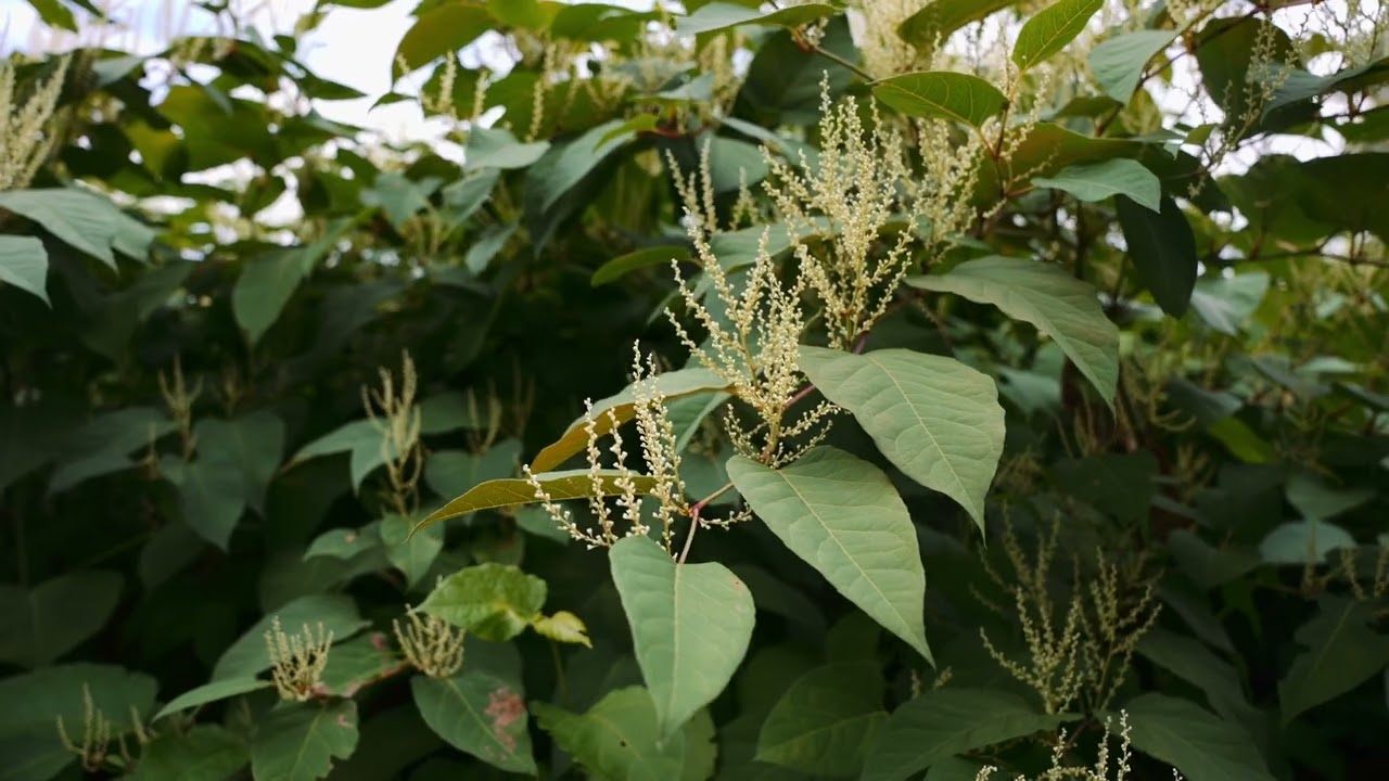 Japanese Knotweed! What to know about one of the most aggressive invasive plants.