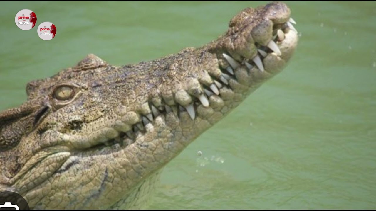 14-YEAR-OLD BOY KILLED IN CROCODILE ATTACK WHILE FETCHING WATER IN LUANO
