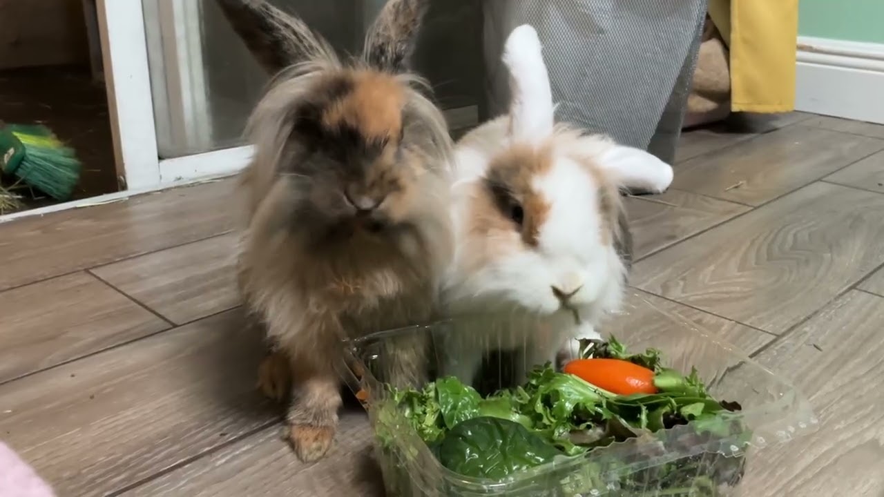 salad & bell pepper dinnertime